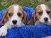 PoulaTo: Πανέμορφα κουτάβια Beagle.